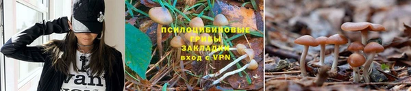 амф Аркадак